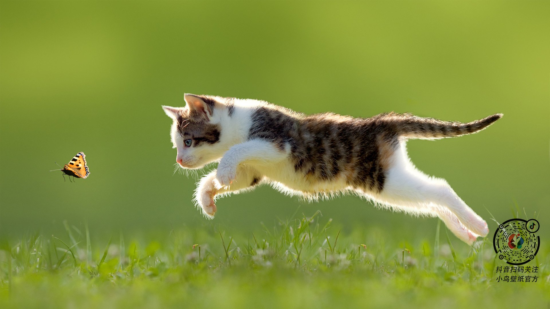 戈麦斯爆发弑旧主，那不勒斯3-0横扫比利时豪门强势晋级欧冠八强