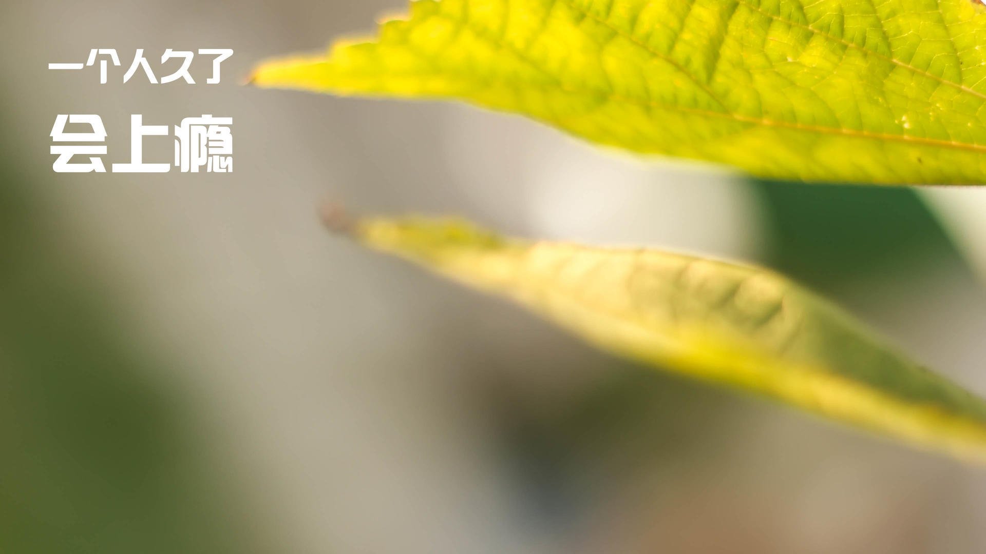 节奏为王，从快船掌控力看美加墨世界杯的山西队时刻