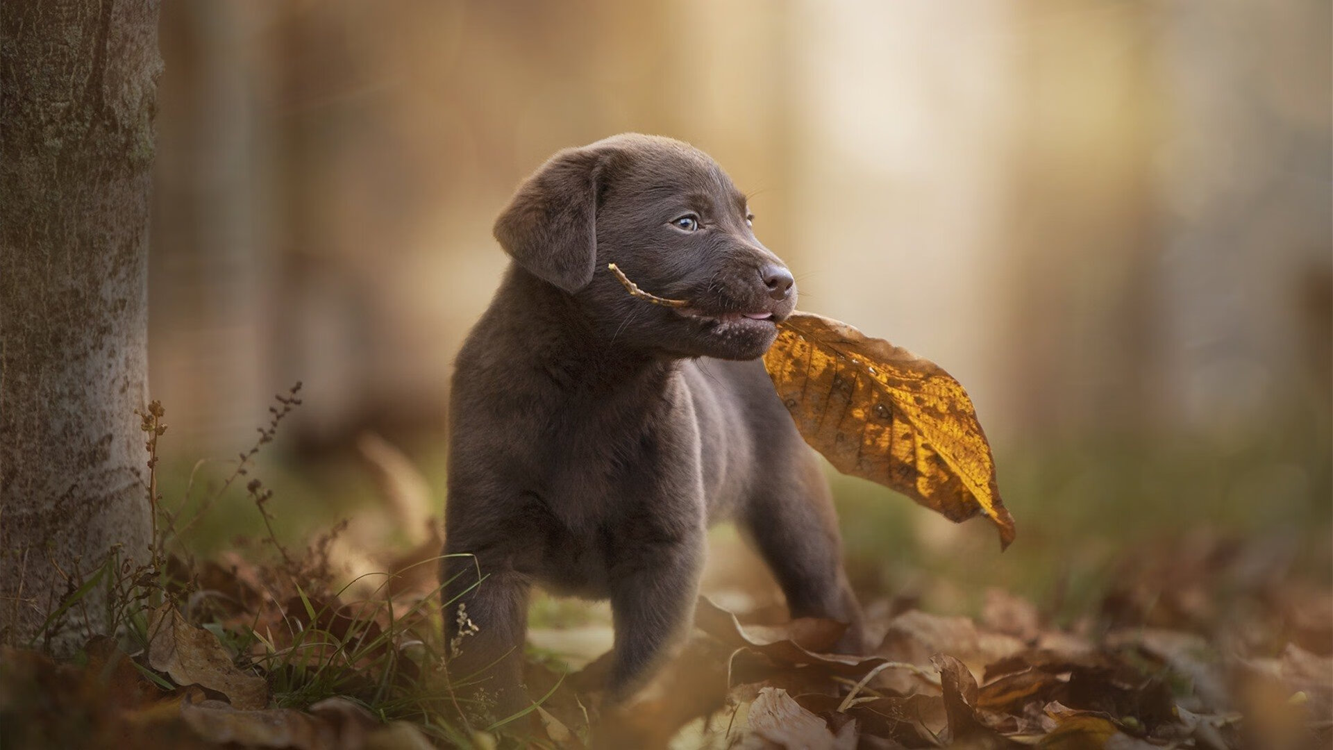 守护骑士的巨塔，戈贝尔如何用防守谱写加时赛逆转史诗