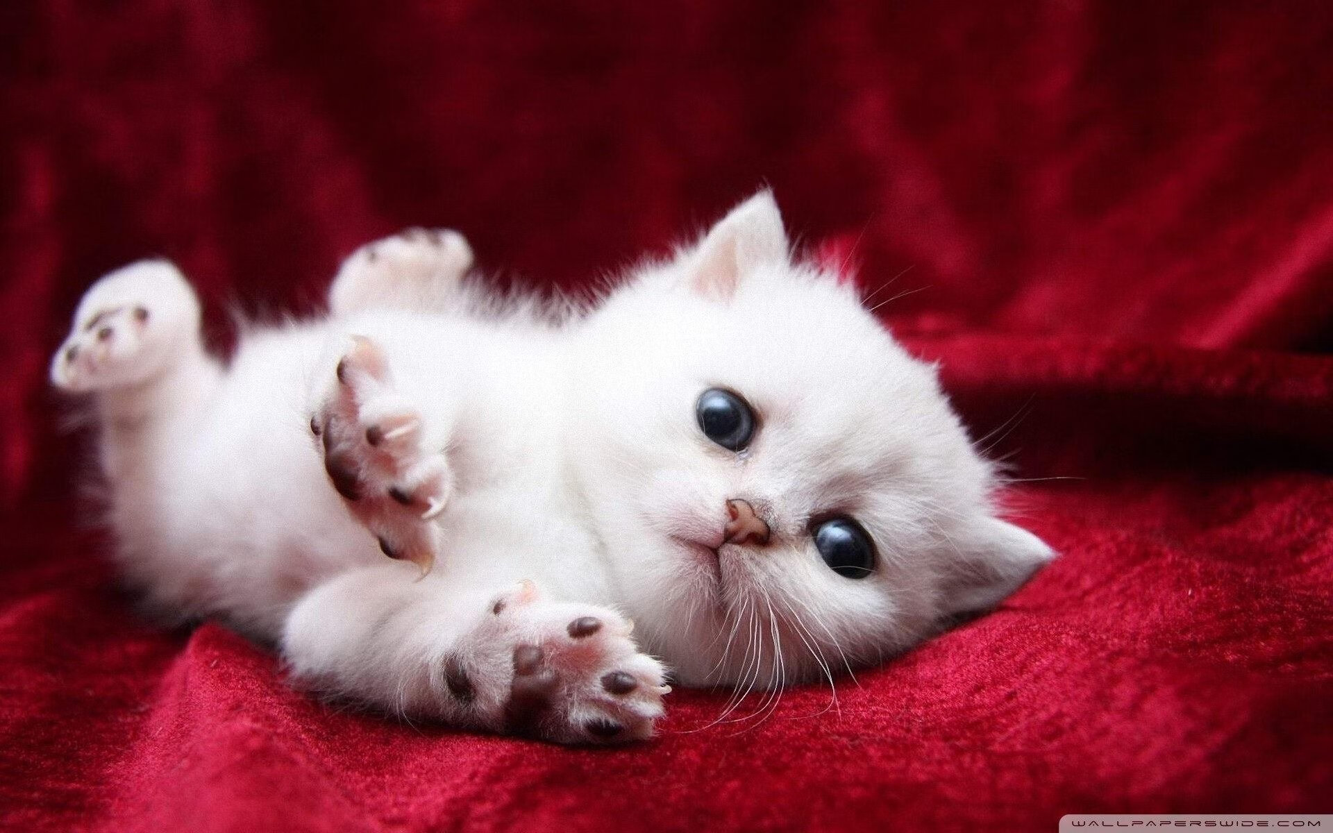 季后赛抢七焦点战，威尔士强压韩国，挺进四强