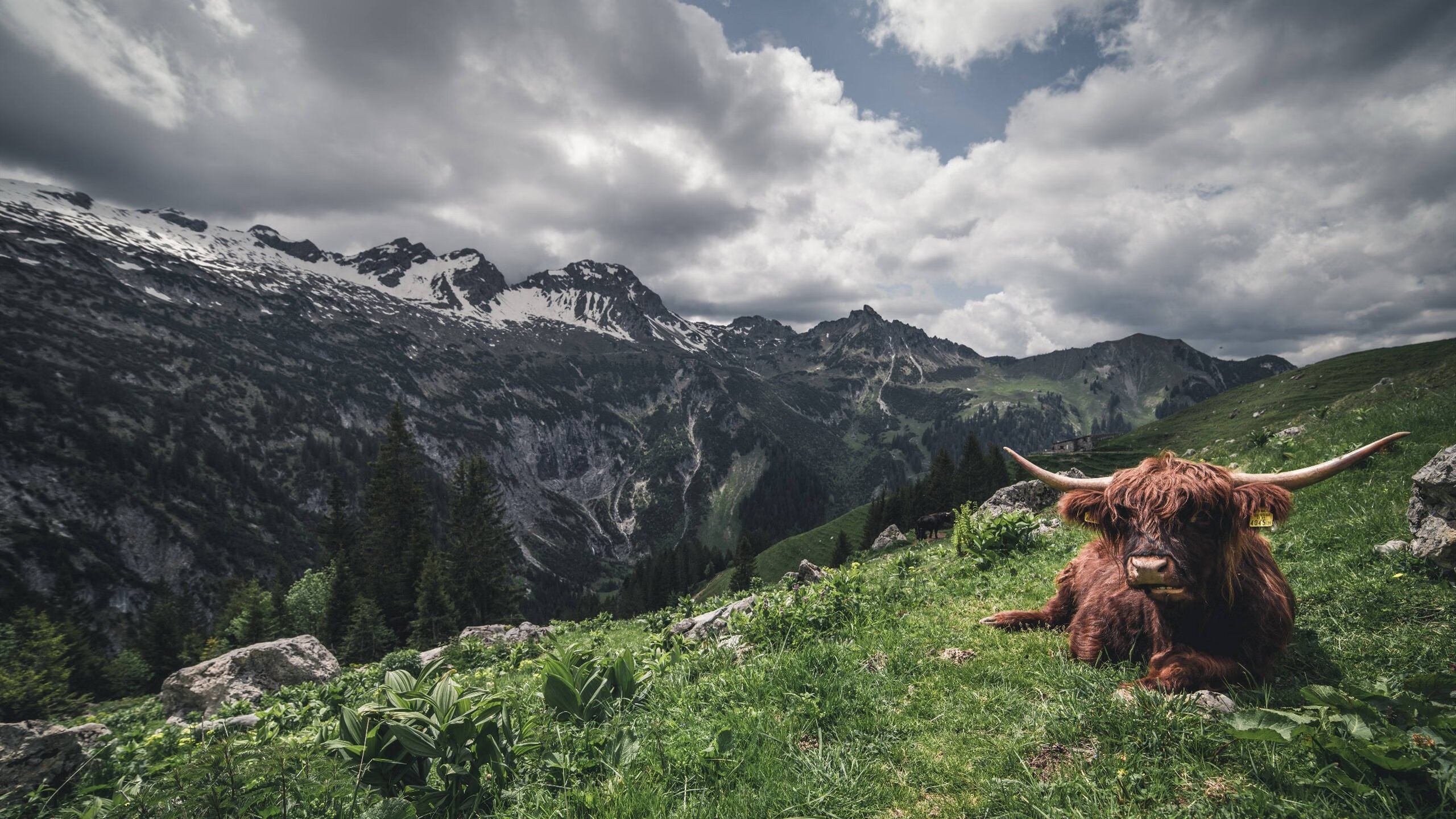 音乐之国的钢铁意志，奥地利横扫国际米兰，马丁内利关键回合不手软