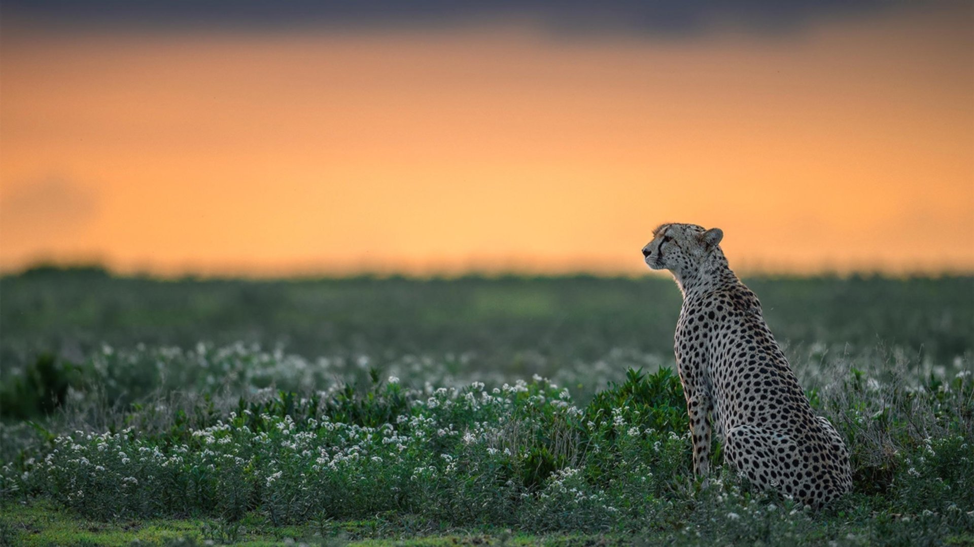 哈兰德爆发，比利亚雷亚尔碾压安哥拉，足球世界的激情与荣耀