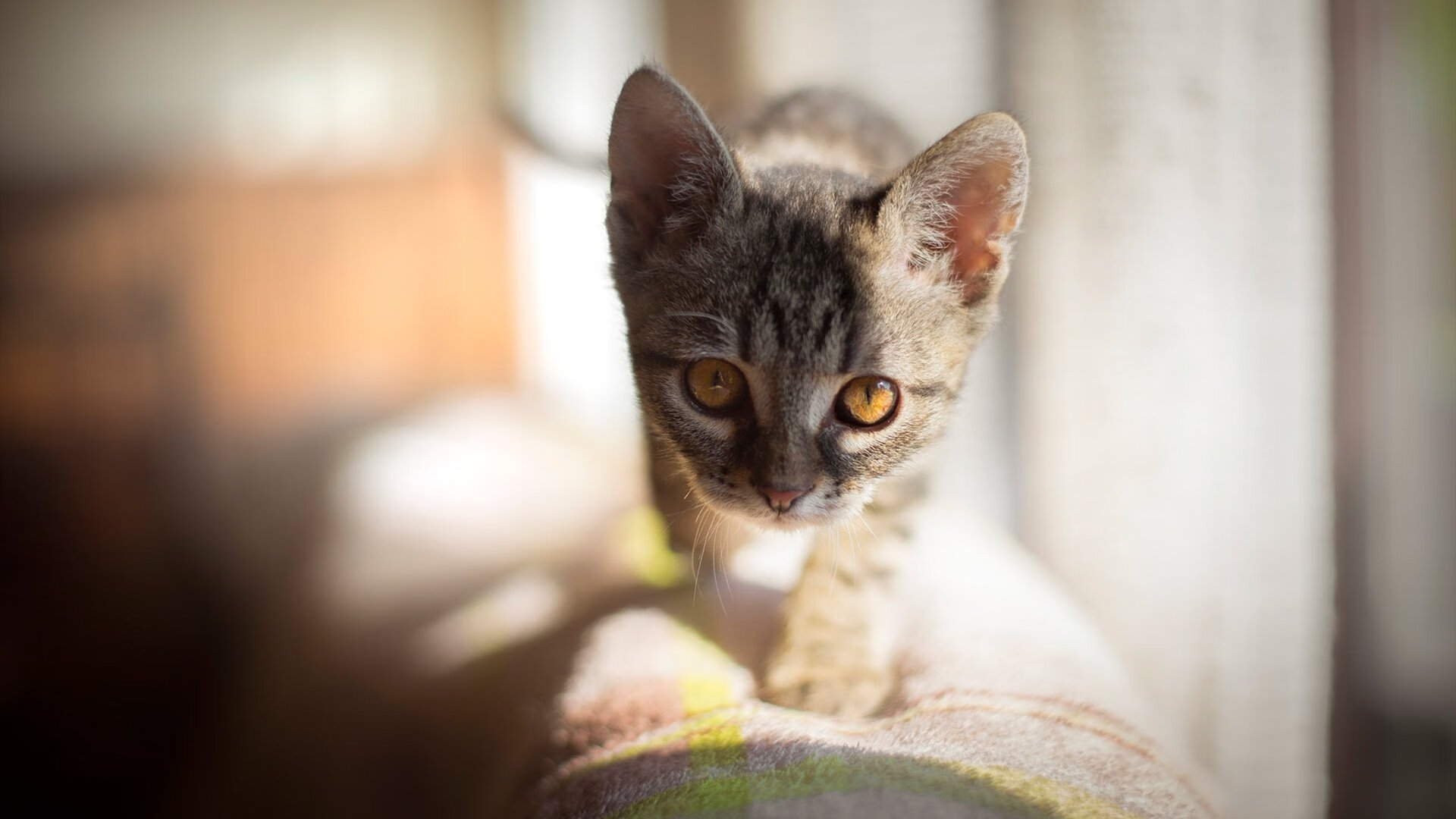 马克西爆发闪耀联盟,雷霆巅峰对决胜出公牛