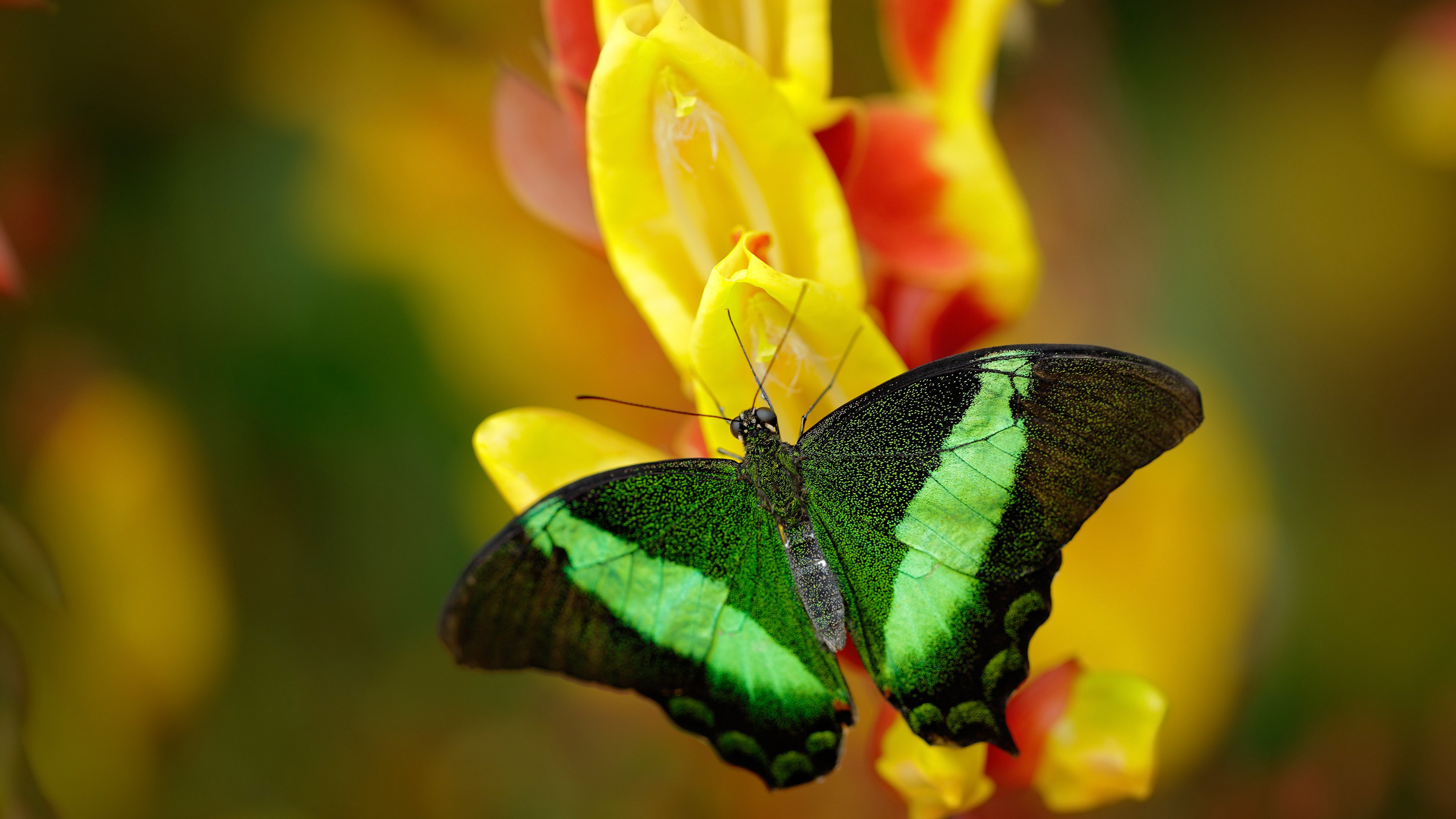 西决生死战，那个从替补席上站起的男人