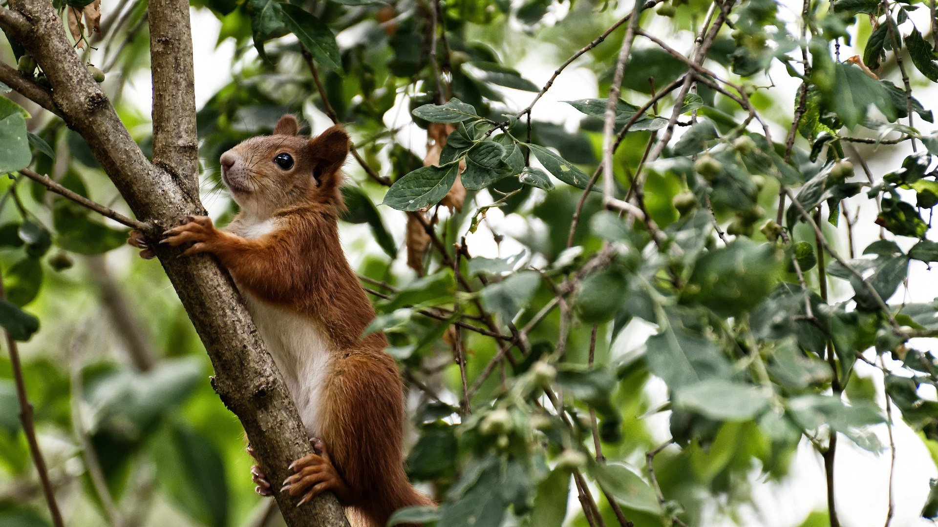 浙江队惊天翻盘雄鹿,哈登化身关键先生率队逆袭