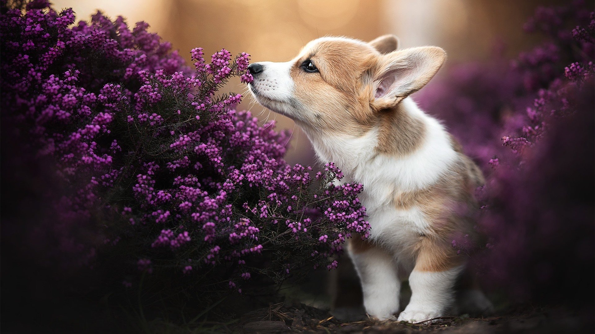 F1街道赛之夜,贝恩全程高能输出的激情传奇