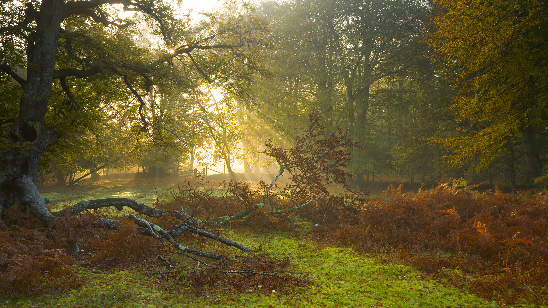 篮球盛宴，浙江队强势晋级，塔图姆状态火热领跑NBA