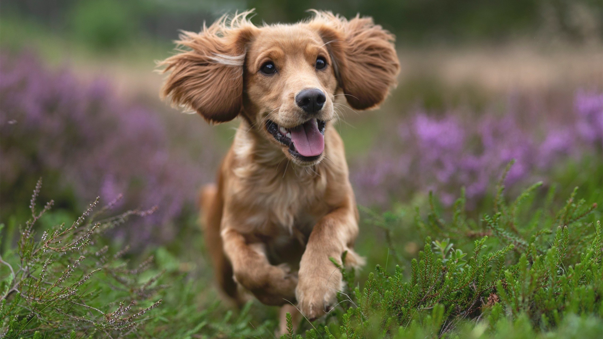 哈利伯顿撕裂防守导演青春风暴 雷霆末节一波流带走湖人