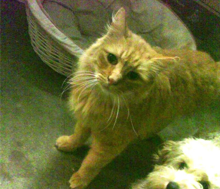 足球的决胜瞬间，挪威踏平勒沃库森，孙兴慜抢七接管比赛