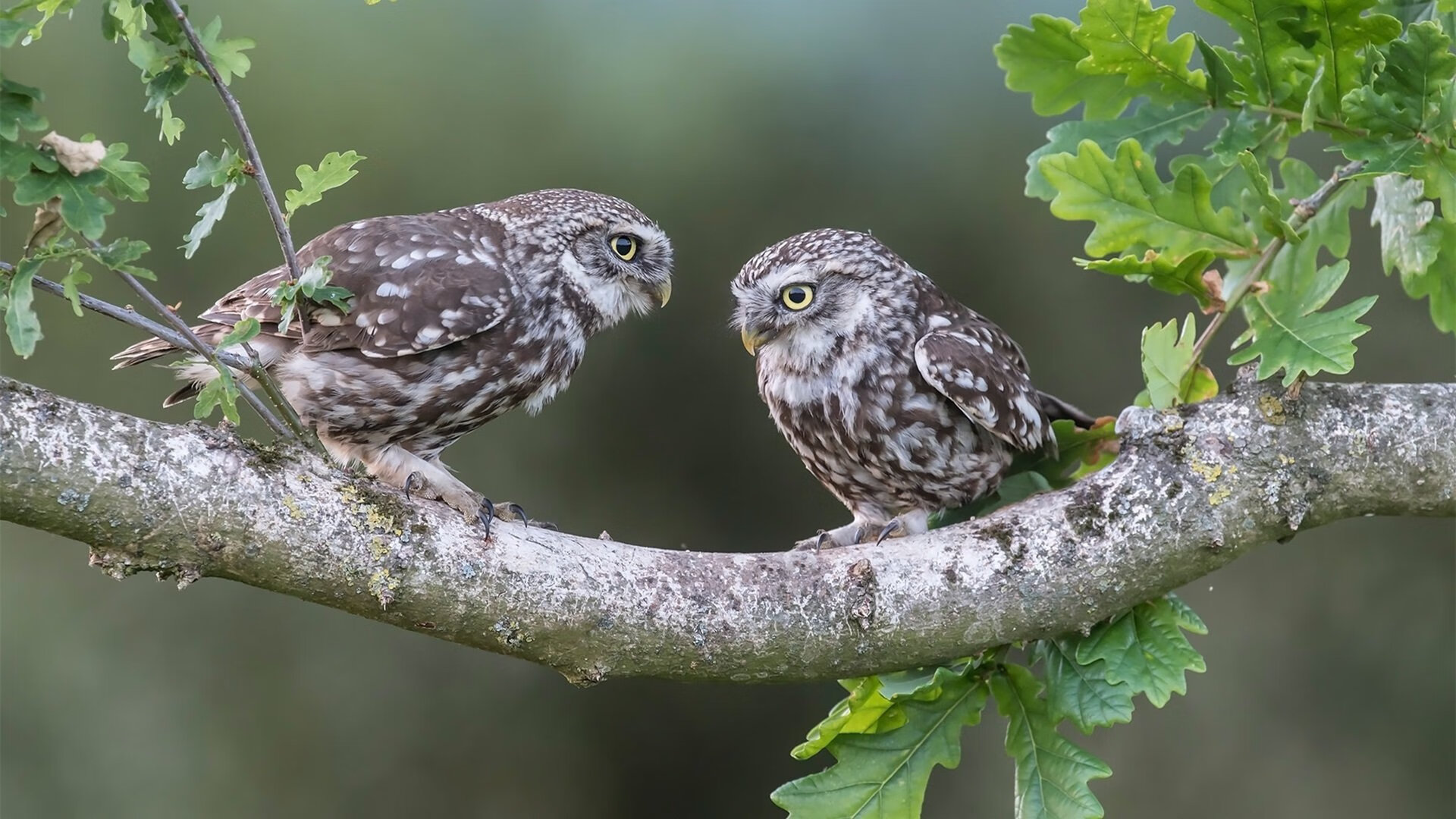 哥斯达黎加的魔幻现实主义，当布雷默拉满的评分击败巴西的巨星之海