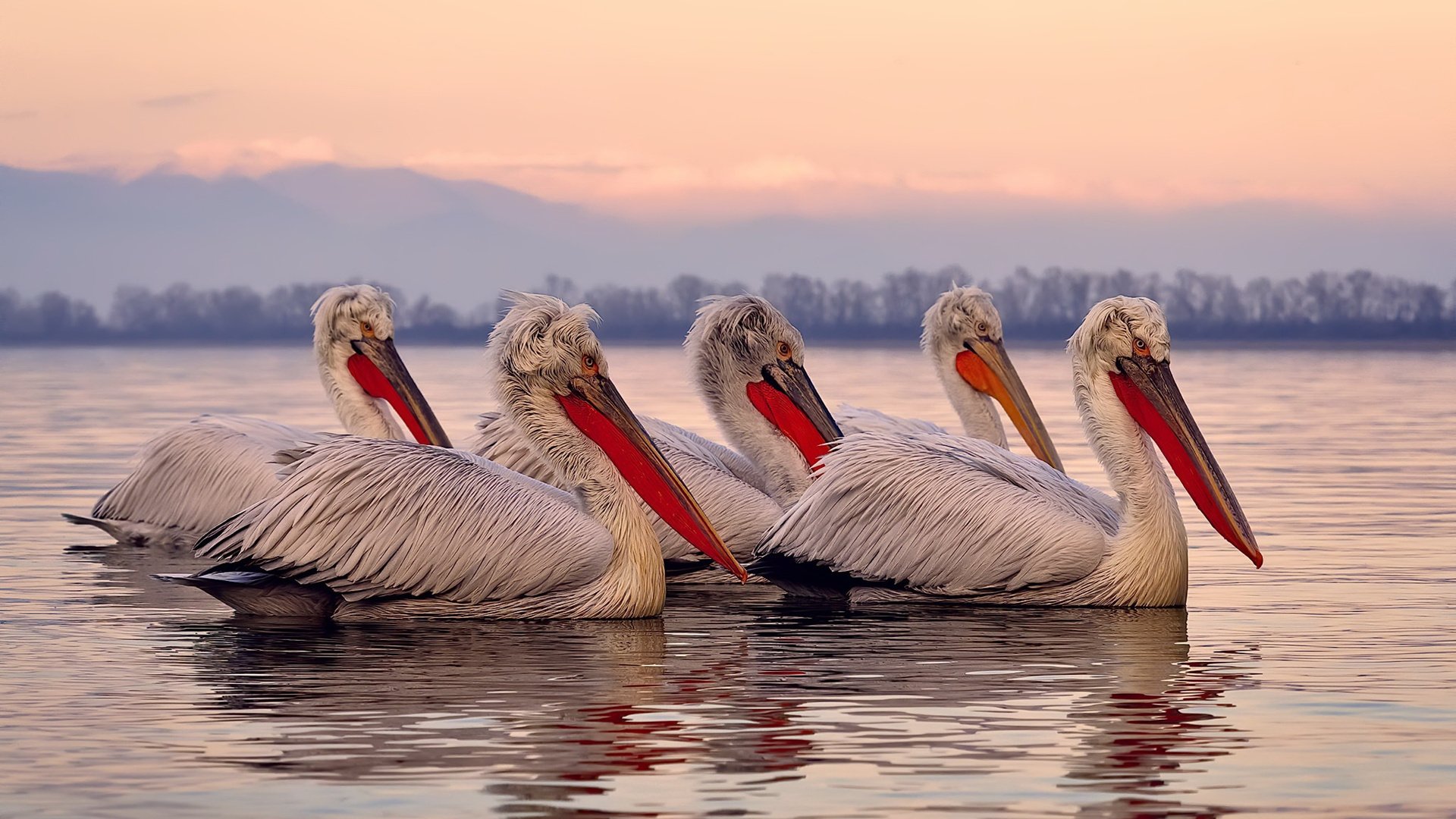 冠军之心照亮绿茵，巴雷拉大师级掌控，蓝衣军团力克日本展现底蕴