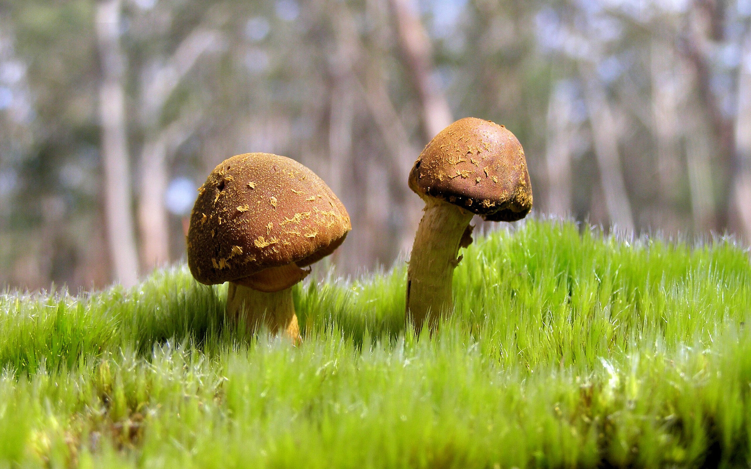 委内瑞拉横扫英格兰，楚阿梅尼关键制胜改写足球史